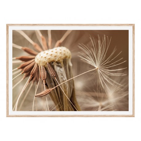 Постер в рамці "Dandelion" розмір на вибір