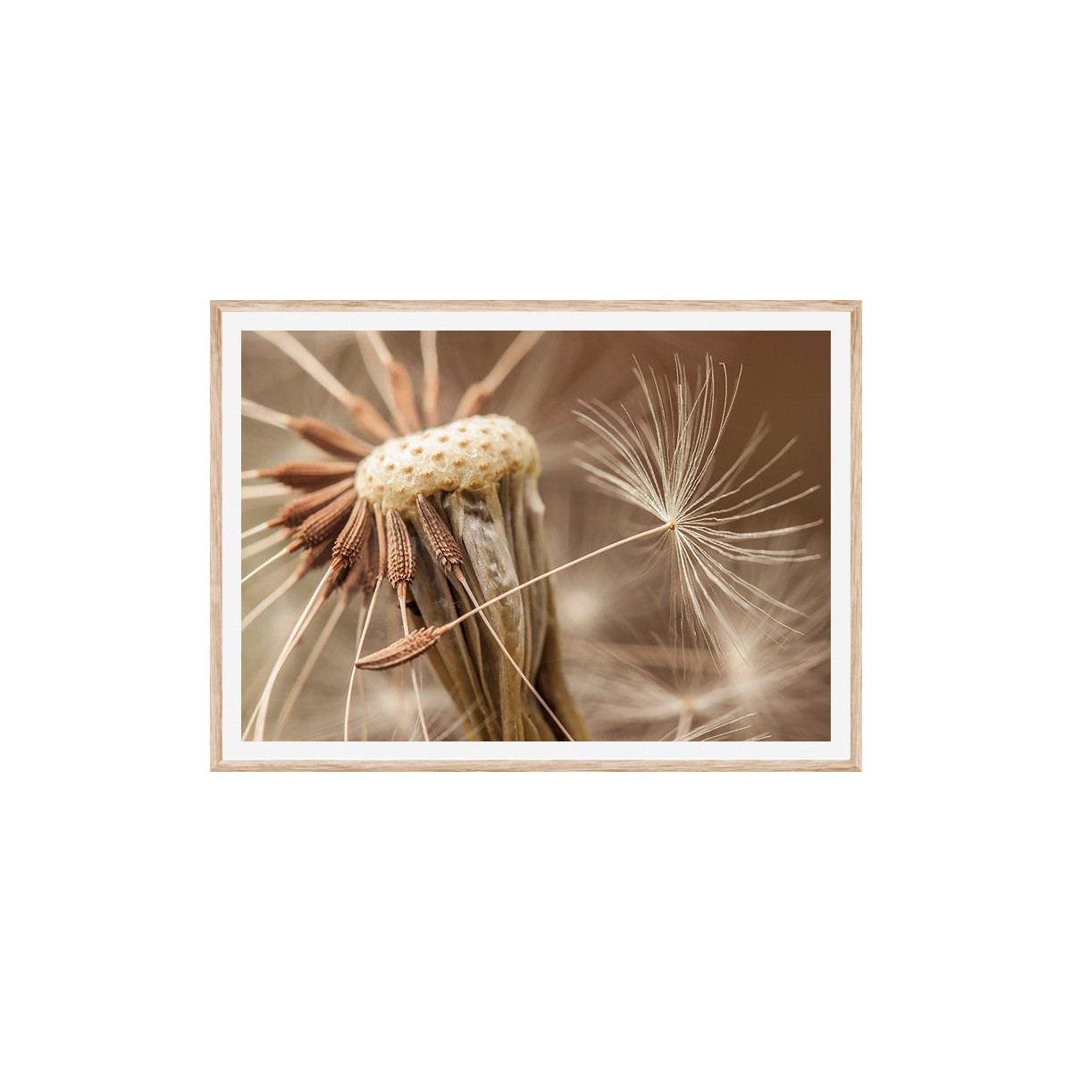 Постер в рамці "Dandelion" розмір на вибір