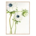 Постер в рамке "Anemone Flower Art" размер на выбор