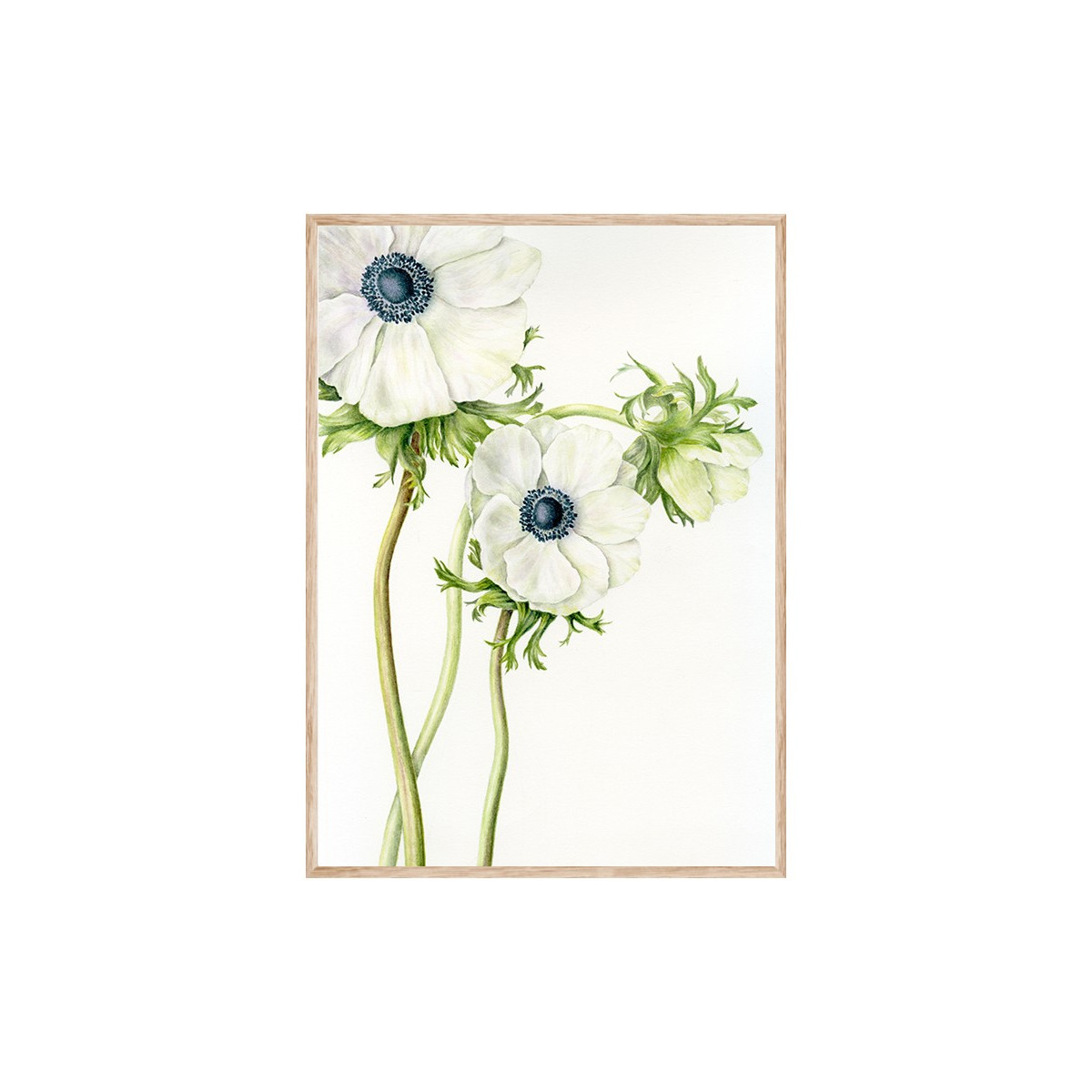 Постер в рамке "Anemone Flower Art" размер на выбор