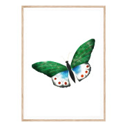 Постер в рамке "Butterfly vintage illustration " размер на выбор