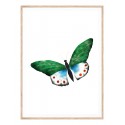 Постер в рамке "Butterfly vintage illustration " размер на выбор