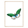 Постер в рамке "Butterfly vintage illustration " размер на выбор
