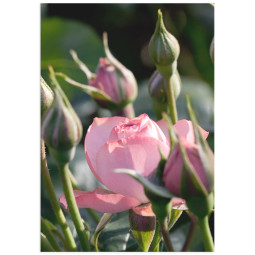 Постер плакат фото на папері для спальні офіса готеля Київ Україна