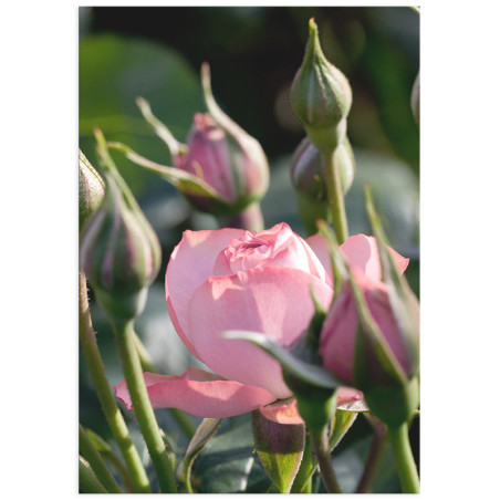 Постер плакат фото на папері для спальні офіса готеля Київ Україна