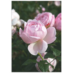 Постер плакат фото на папері для спальні офіса готеля Київ Україна