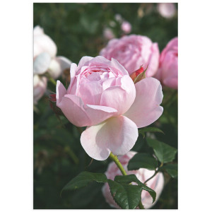 Постер плакат фото на папері для спальні офіса готеля Київ Україна