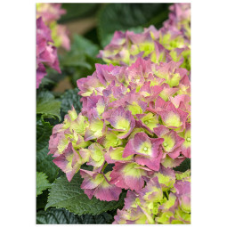 Постер плакат фото на папері для спальні офіса готеля Київ Україна