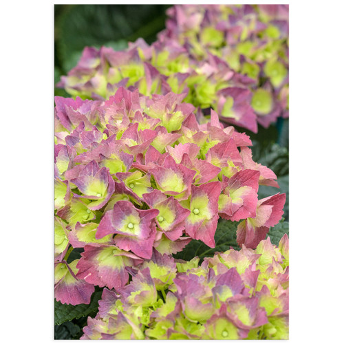 Постер плакат фото на папері для спальні офіса готеля Київ Україна