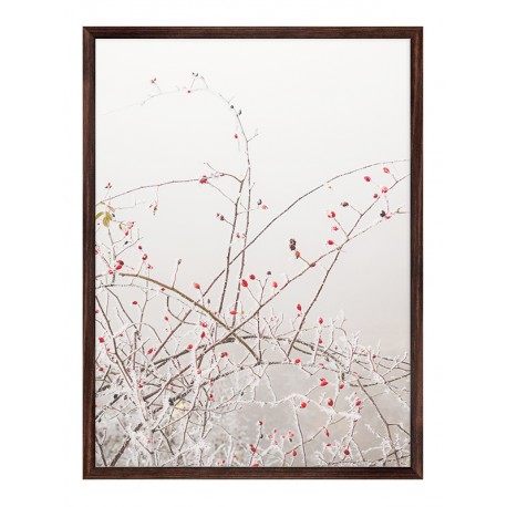 Постер "Rosehip"