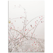 Постер "Rosehip"