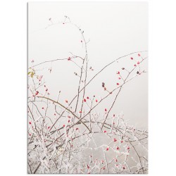 Постер "Rosehip"