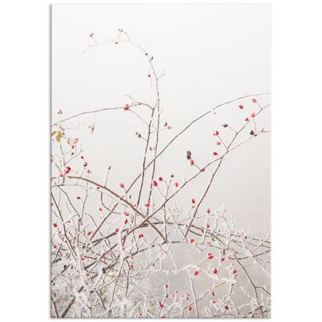 Постер "Rosehip"