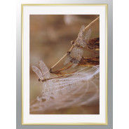 Постер "Dragonfly"