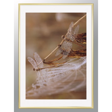 Постер "Dragonfly"