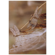 Постер "Dragonfly"