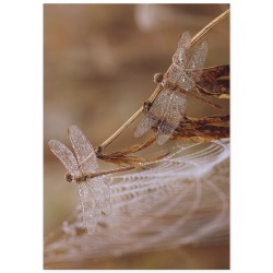 Постер "Dragonfly"