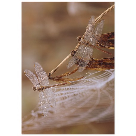 Постер "Dragonfly"