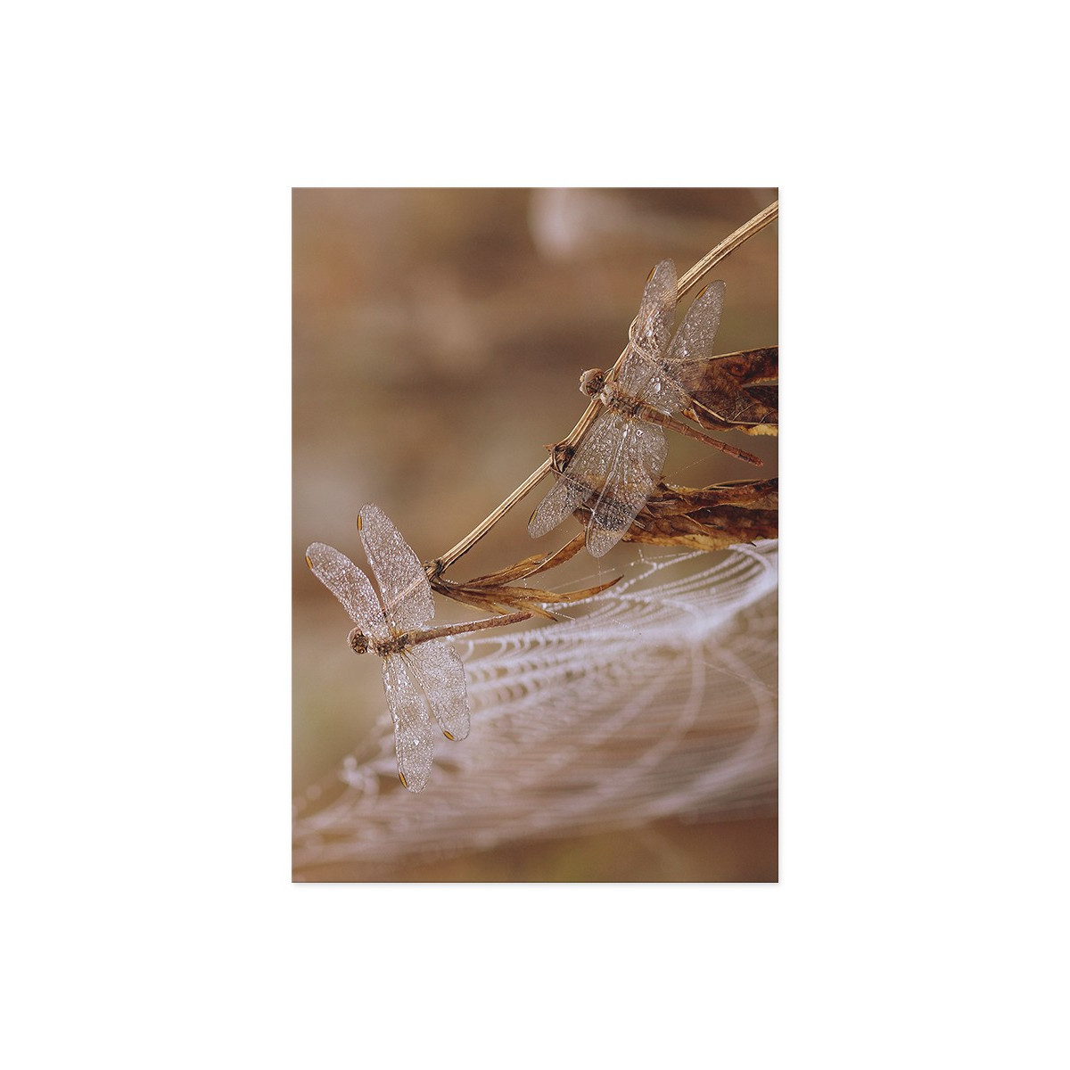 Постер "Dragonfly"