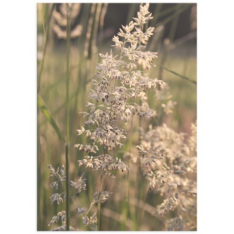 Постер "Grass"