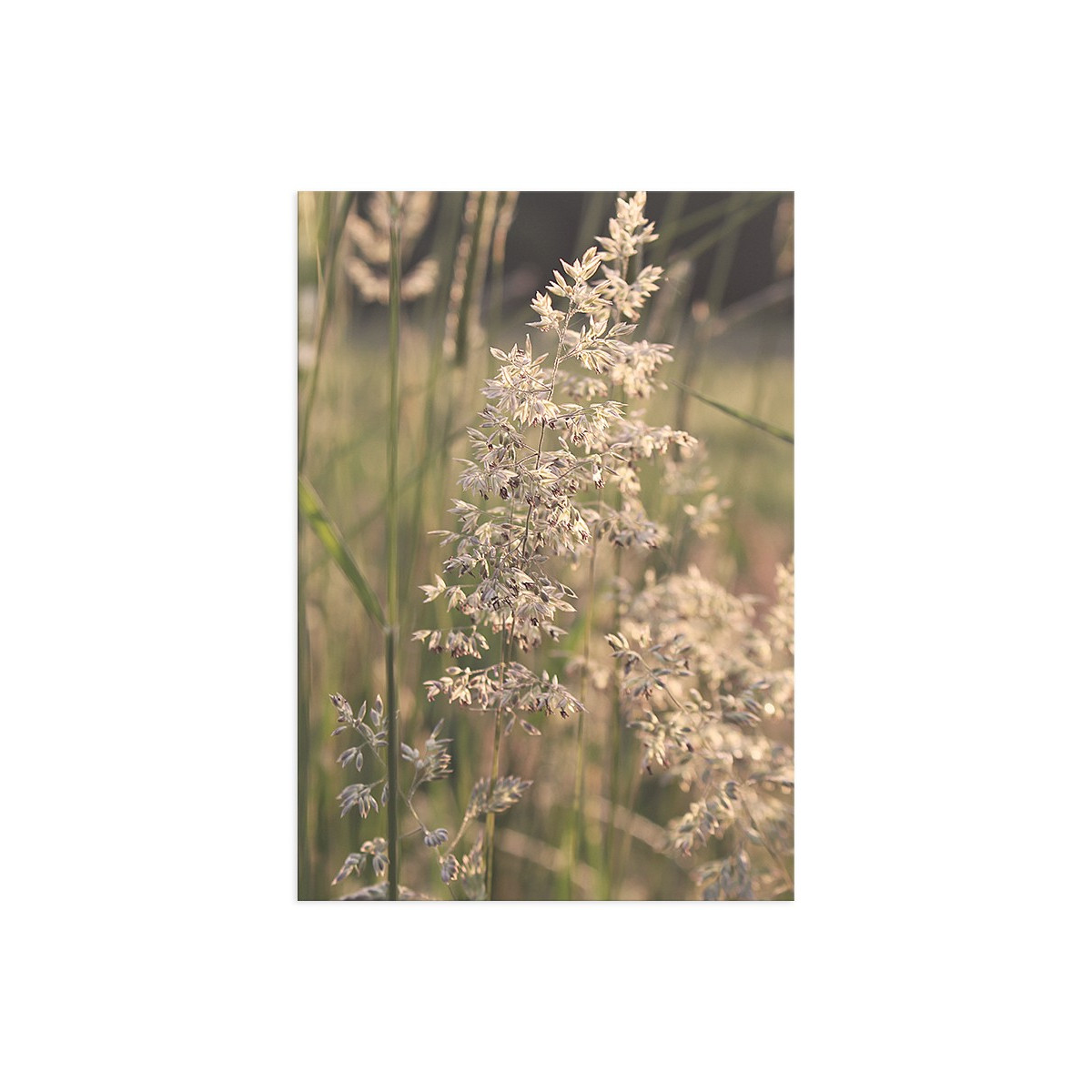 Постер "Grass"