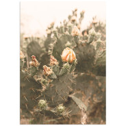 Постер "Cactus"