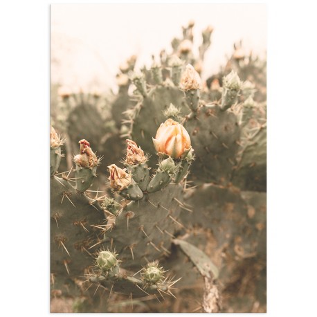 Постер "Cactus"