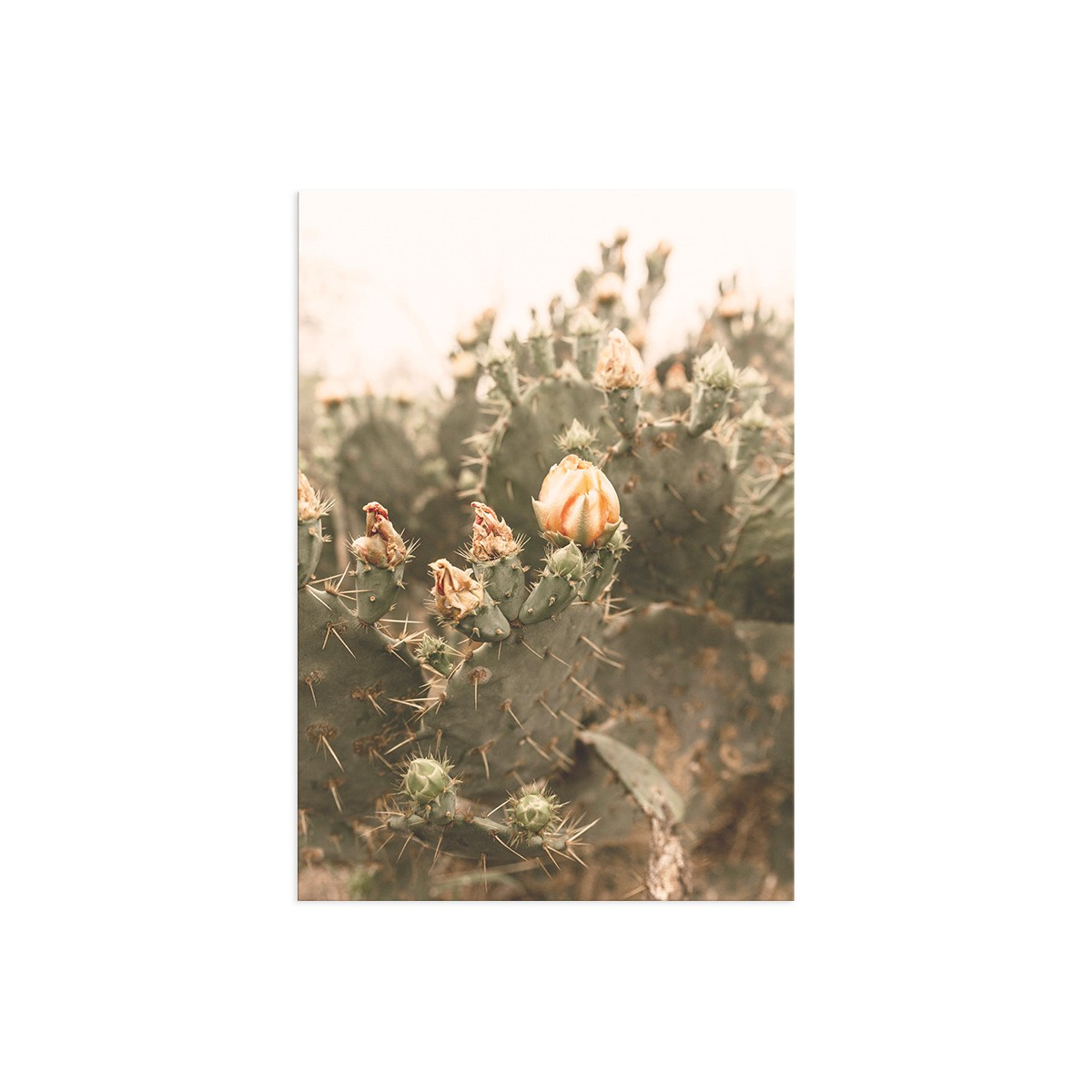 Постер "Cactus"