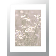 Постер в рамці "Chamomile"