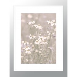 Постер в рамке "Chamomile"