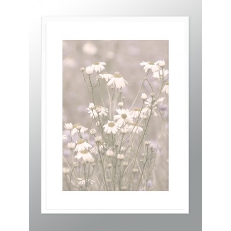Постер в рамці "Chamomile"