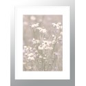 Постер в рамці "Chamomile"