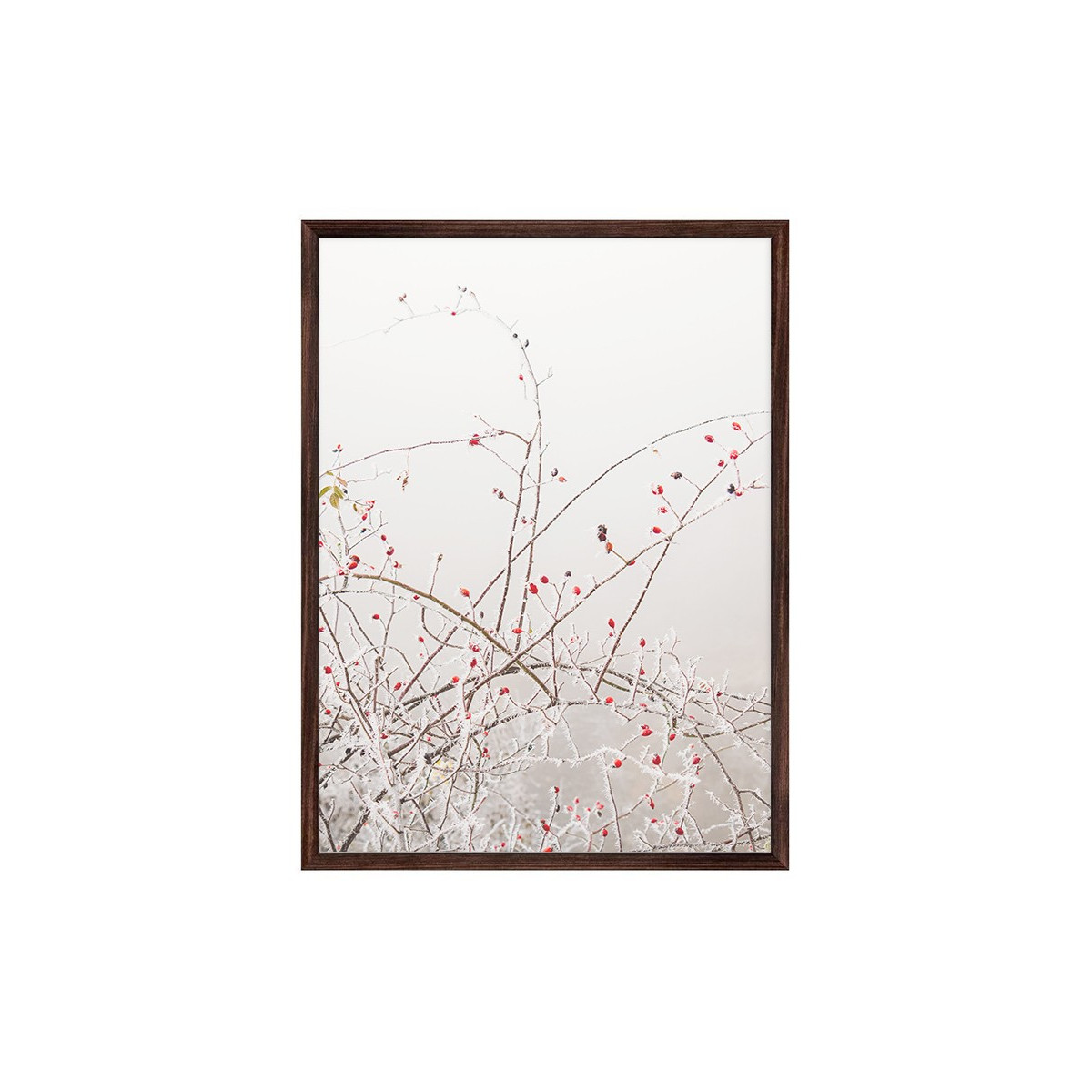Постер в рамці "Rosehip"