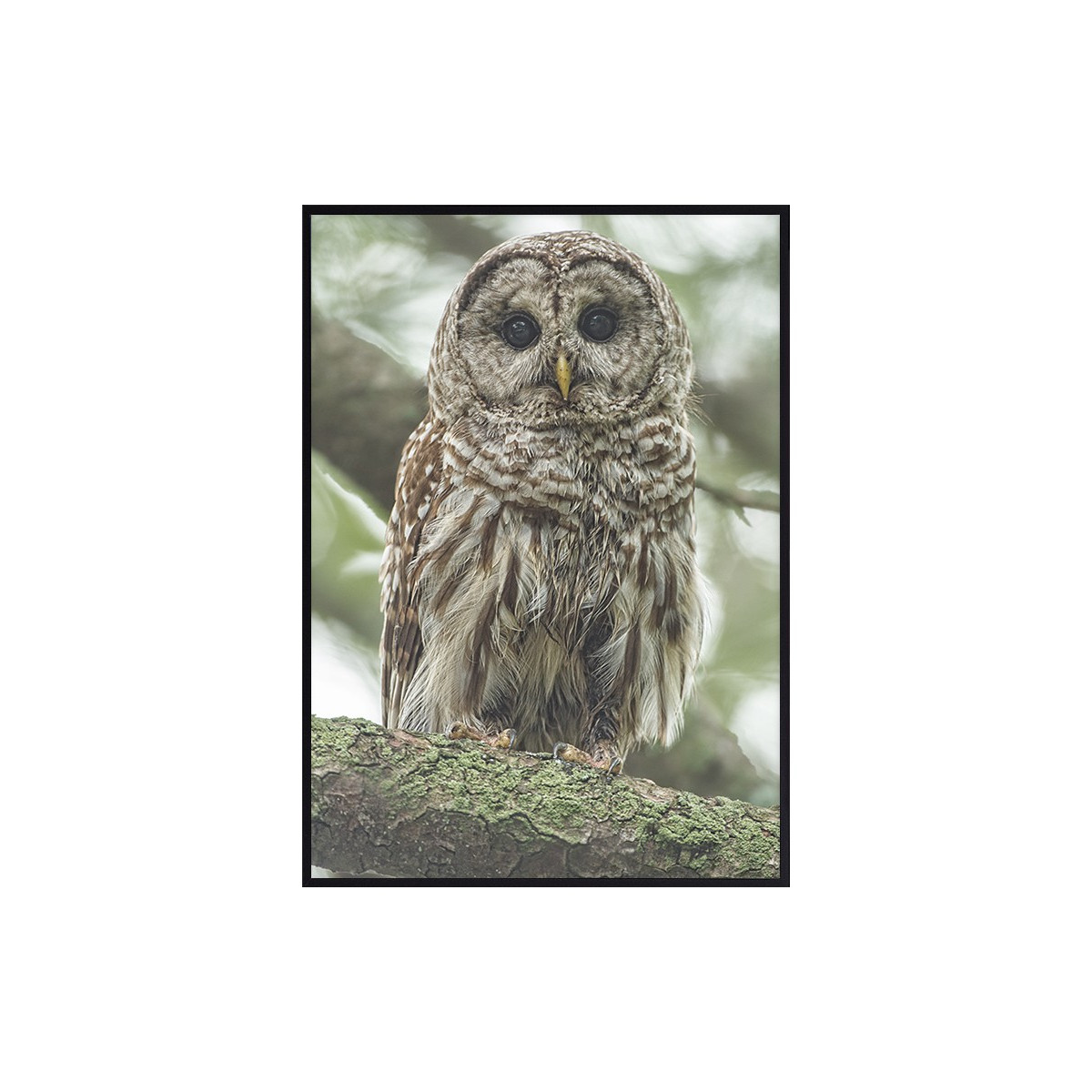 Постер в рамці "Owl"