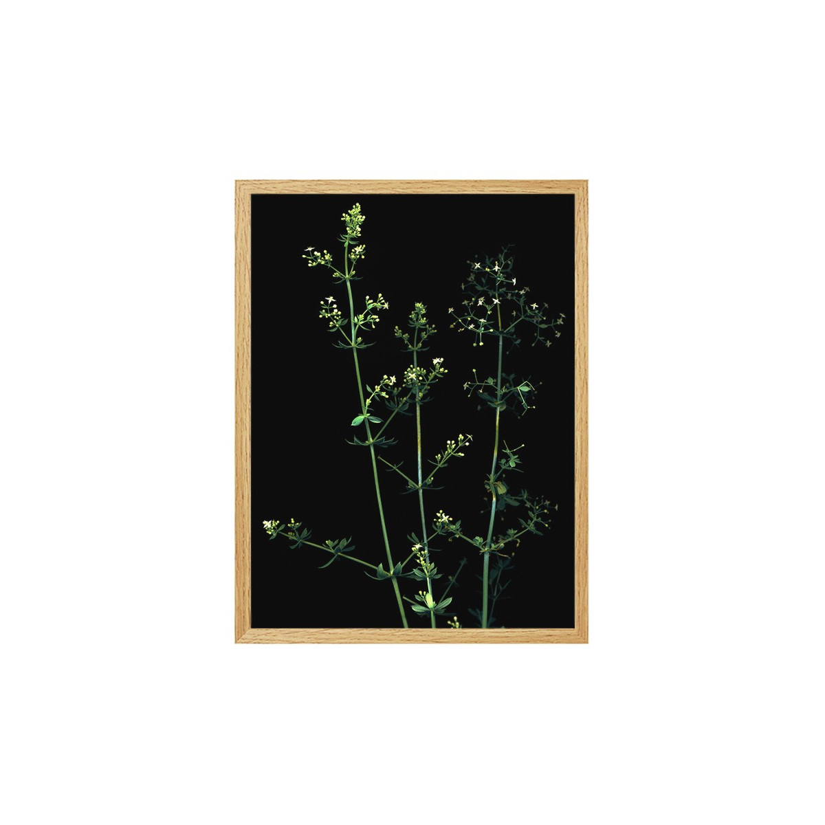 Постер в рамке "Plant"