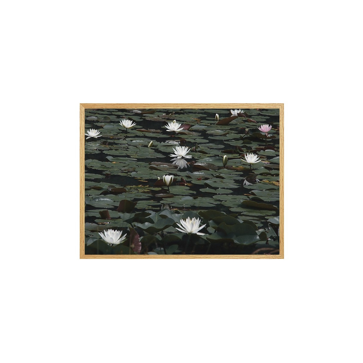 Постер в рамке "Water lily"
