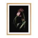 Постер в рамке "Tulip"