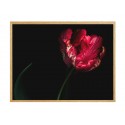 Постер в рамці "Tulip"