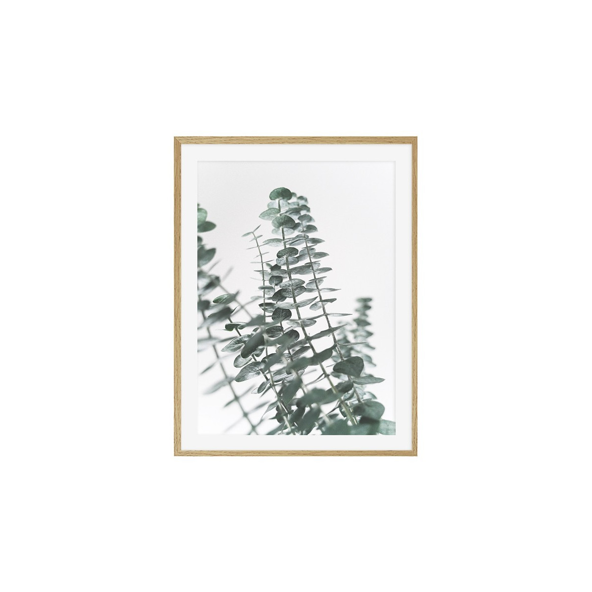 Постер в рамке "Eucalyptus"