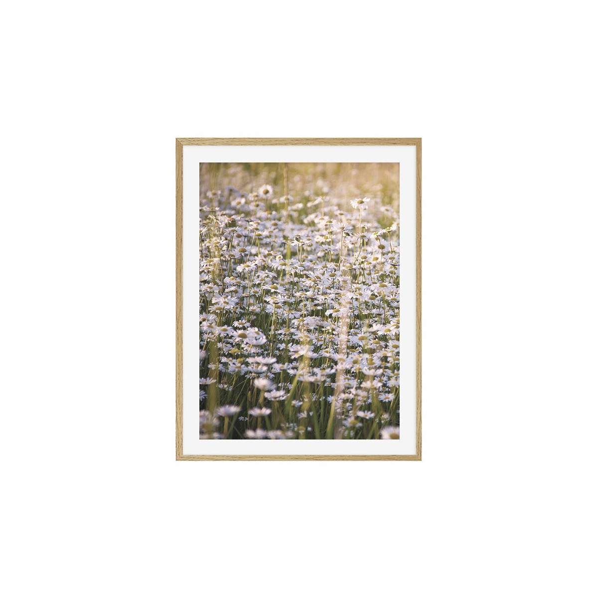 Постер в рамке "Chamomile"
