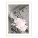 Постер в рамке "Rose"