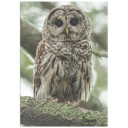 Постер "Cute Owl"