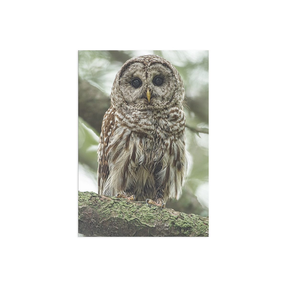 Постер "Cute Owl"