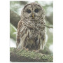 Постер "Cute Owl"