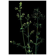 Постер "Poa Nemoralis"