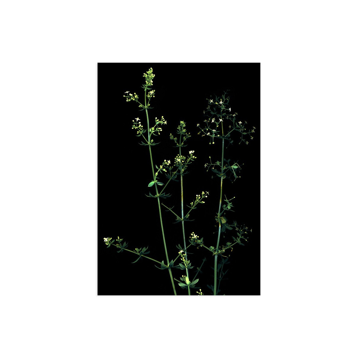 Постер "Poa Nemoralis"