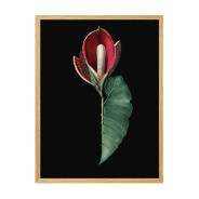 Постер "Rubidendron"