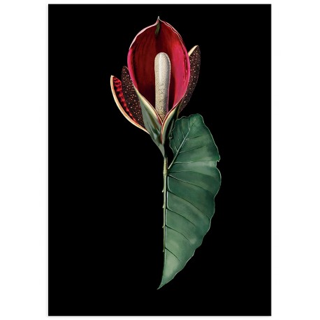 Постер "Rubidendron"