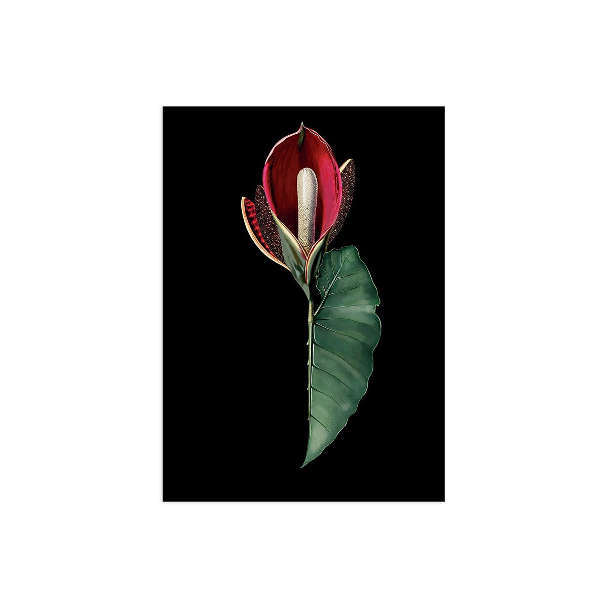 Постер "Rubidendron"