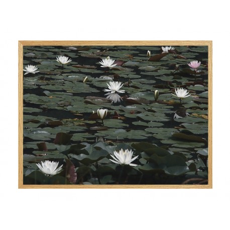 Постер "Water Lilies"